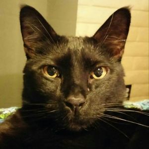 Meet your Posher, Robin